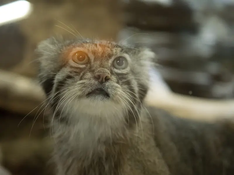 A photograph of Klyon in Ueno Zoological Gardens