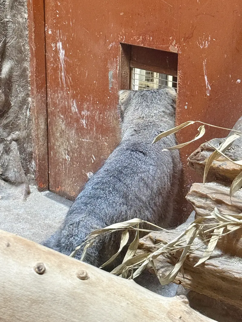 A photograph of Klyon in Ueno Zoological Gardens
