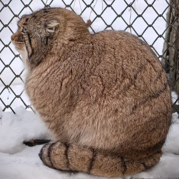 A photograph of Achi in Novosibirsk Zoo