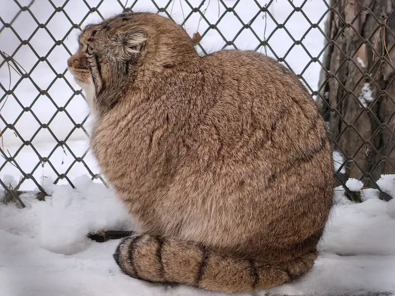 A photograph of Achi in Novosibirsk Zoo