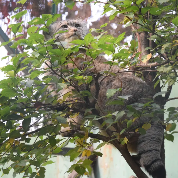 A photograph of Bohus in Budapest Zoo & Botanical Garden