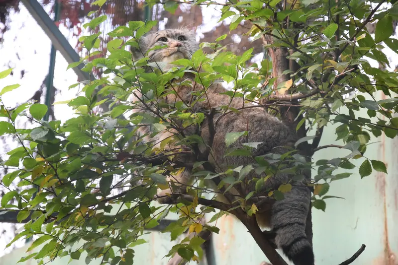A photograph of Bohus in Budapest Zoo & Botanical Garden