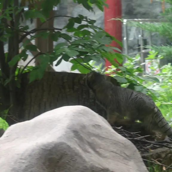 A photograph of a Pallas's cat in Moscow zoo