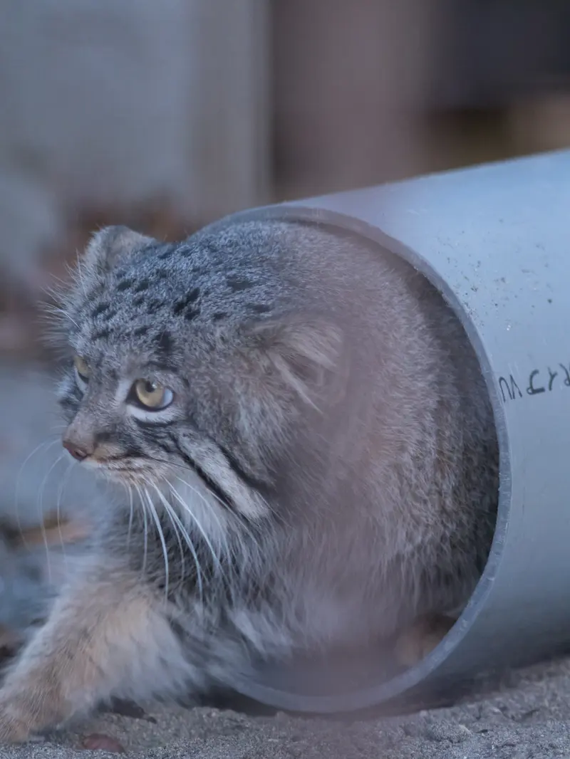A photograph of Figa in Nogeyama Zoo