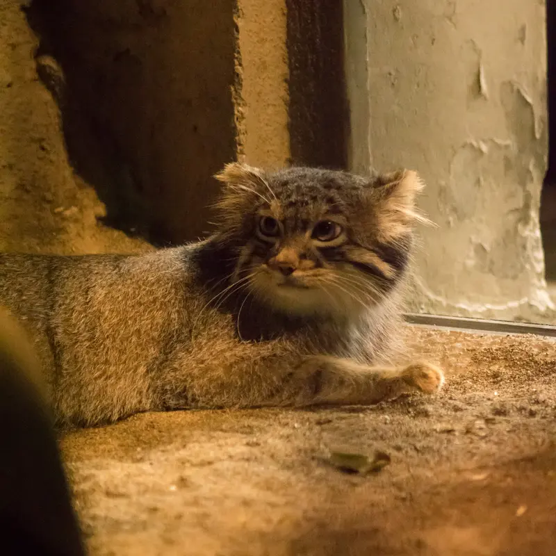 A photograph of Figa in Nogeyama Zoo