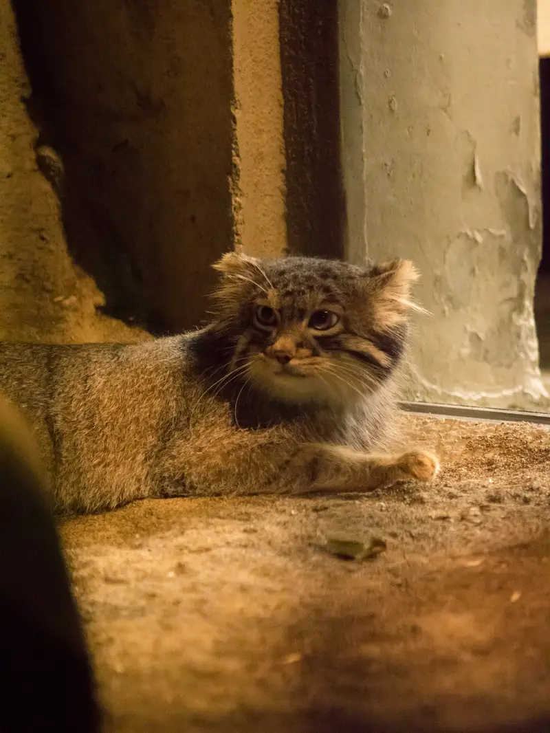 A photograph of Figa in Nogeyama Zoo
