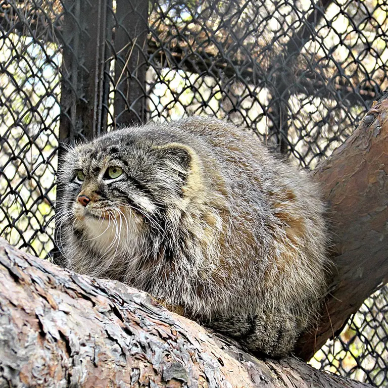 A photograph of Zelenogorsk in Novosibirsk Zoo