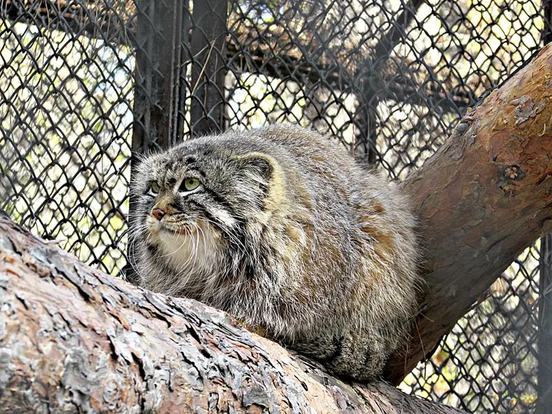 A photograph of Zelenogorsk in Novosibirsk Zoo