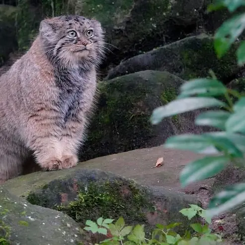 A photograph of Poes in Rotterdam Zoo