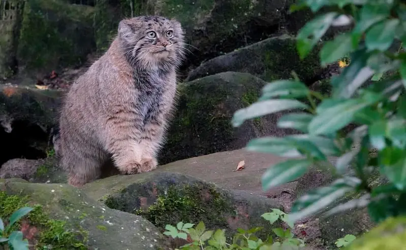 A photograph of Poes in Rotterdam Zoo