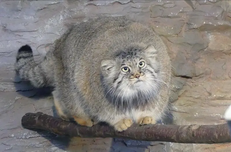 A photograph of a Pallas's cat