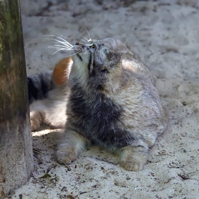 A photograph of Kitten of Alani b.2026 Ⅱ in Košice Zoo