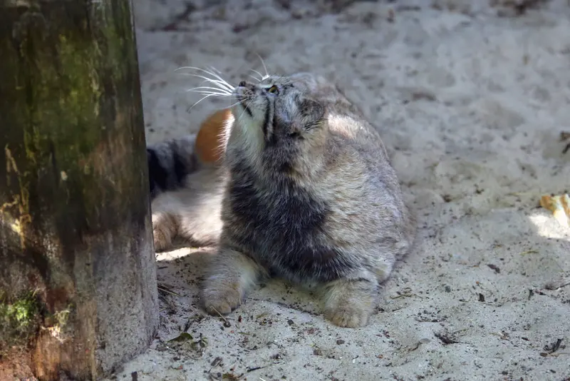 A photograph of Kitten of Alani b.2026 Ⅱ in Košice Zoo