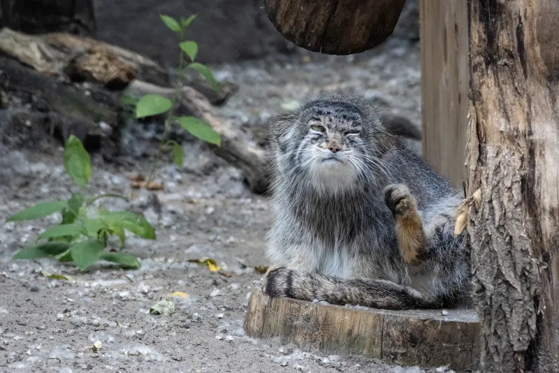 A photograph of Mia in Novosibirsk Zoo