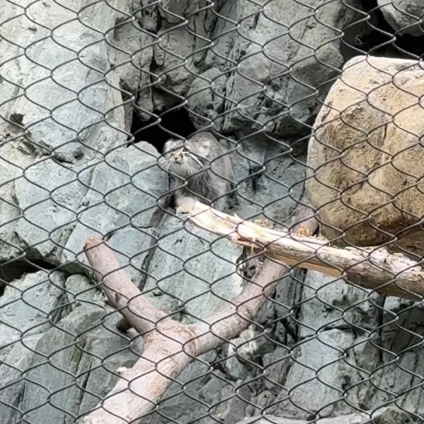 A photograph of a Pallas's cat in Woodland Park Zoo