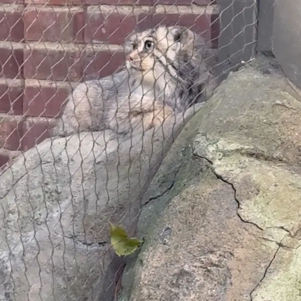 A photograph of a Pallas's cat in Prospect Park Zoo