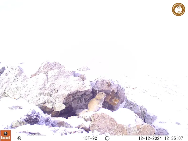 A photograph of Pika from Besshoky 1 camera trap