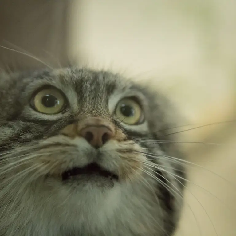 A photograph of Figa in Nogeyama Zoo