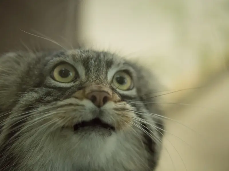 A photograph of Figa in Nogeyama Zoo