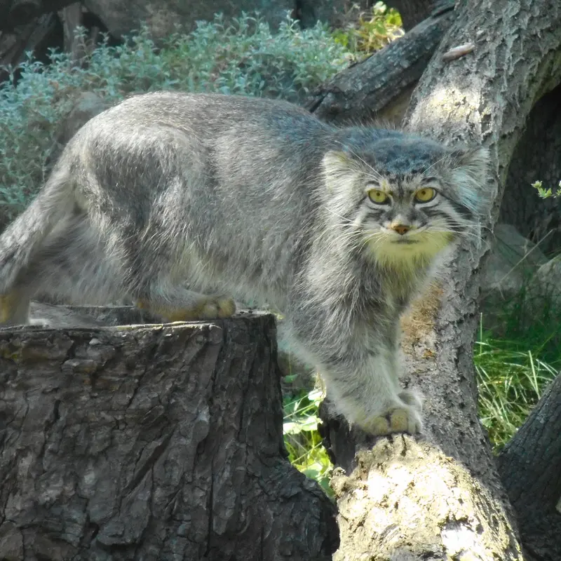 A photograph of a Pallas's cat