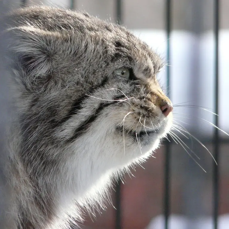 A photograph of a Pallas's cat in Potter Park Zoo