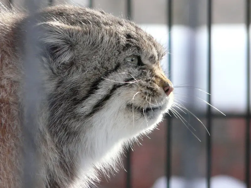 A photograph of a Pallas's cat in Potter Park Zoo