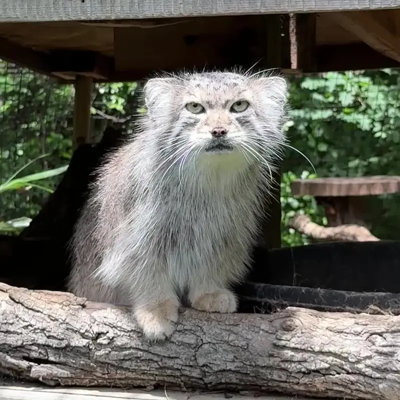 A photograph of a Pallas's cat in Smithsonian's National Zoo