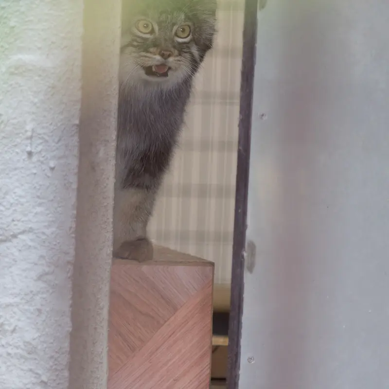 A photograph of Figa in Nogeyama Zoo