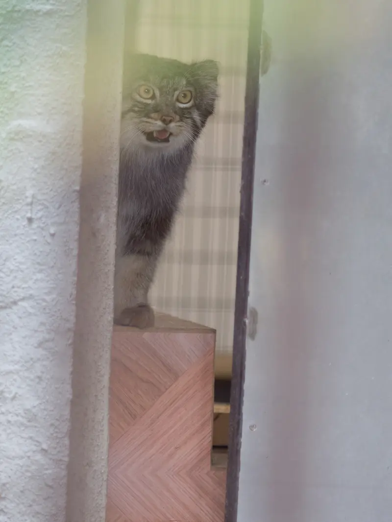 A photograph of Figa in Nogeyama Zoo