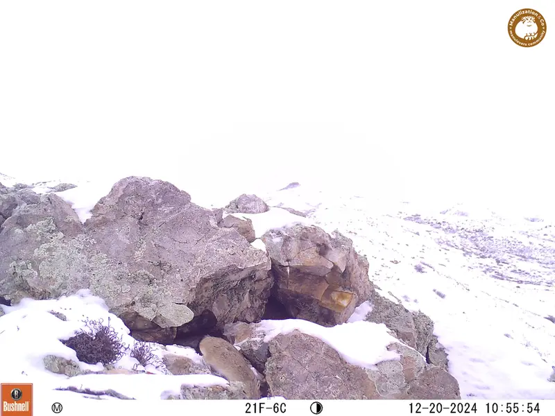 A photograph of Pika from Besshoky 1 camera trap