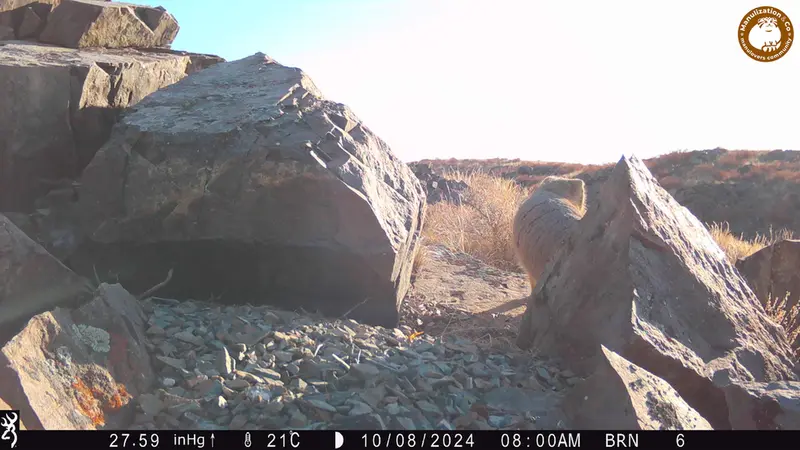 A photograph of Otocolobus manul manul from Kiikbai [new] camera trap