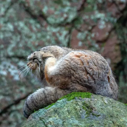 A photograph of Thomas O'Malley in Nordens Ark