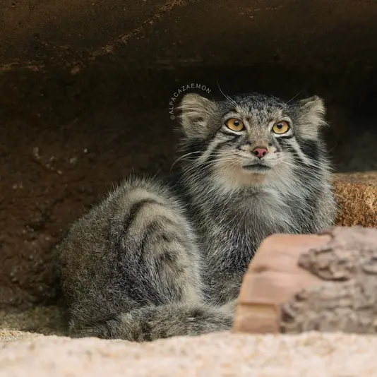 A photograph of Oto in Kobe Animal Kingdom