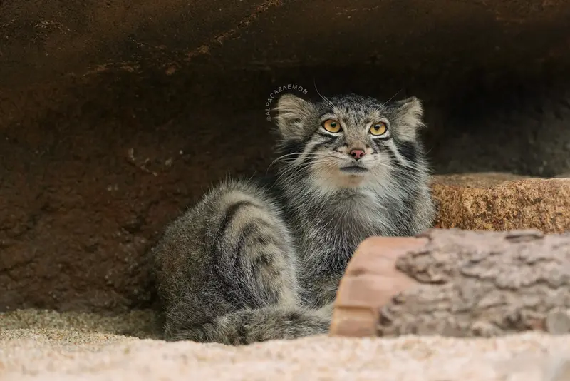 A photograph of Oto in Kobe Animal Kingdom