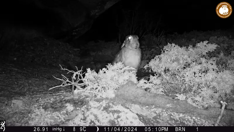 A photograph of European hare from Shubaraigyr camera trap
