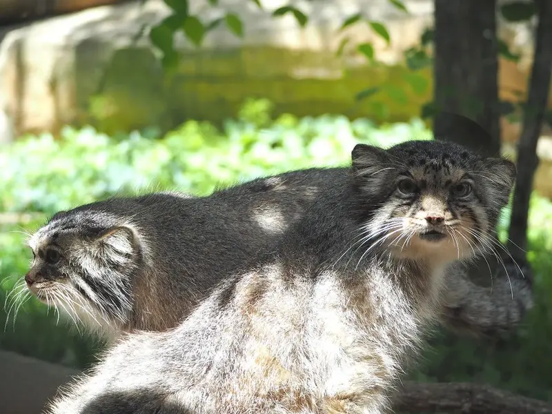 A photograph of a Pallas's cat