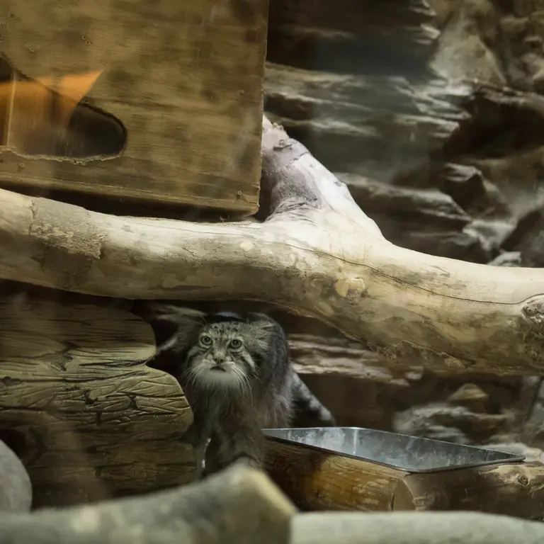 A photograph of Klyon in Ueno Zoological Gardens