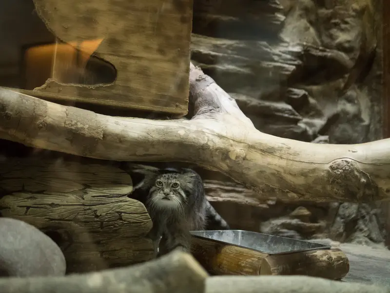 A photograph of Klyon in Ueno Zoological Gardens