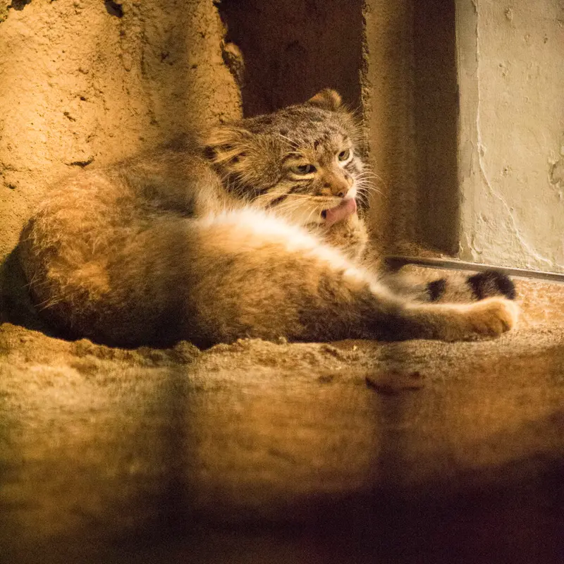 A photograph of Figa in Nogeyama Zoo