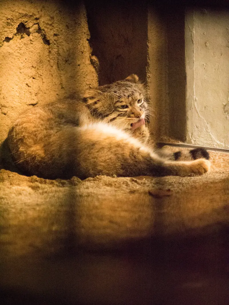 A photograph of Figa in Nogeyama Zoo