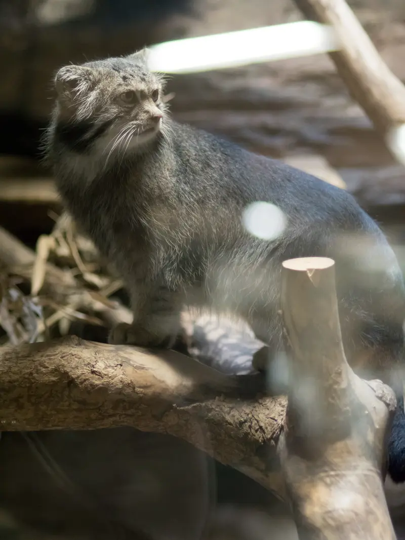 A photograph of Klyon in Ueno Zoological Gardens