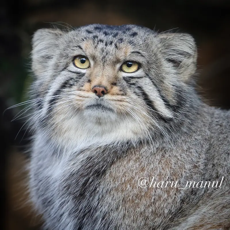 A photograph of Nagomu in Nasu Animal Kingdom