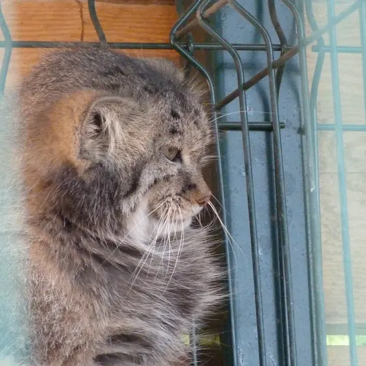 A photograph of Pepe in Barnaul zoo “Lesnaya skazka”