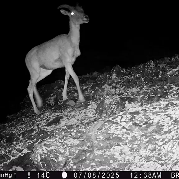 A photograph of Argali from Janator [new] camera trap
