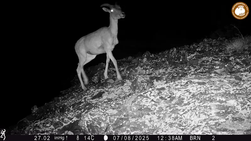 A photograph of Argali from Janator [new] camera trap