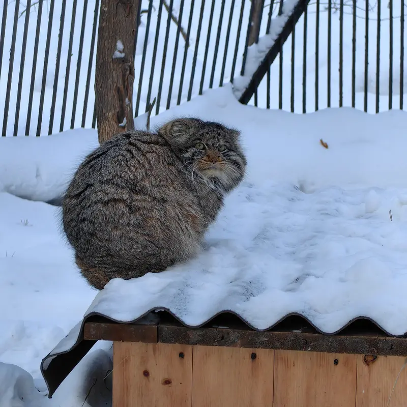 A photograph of Bandit in Novosibirsk Zoo