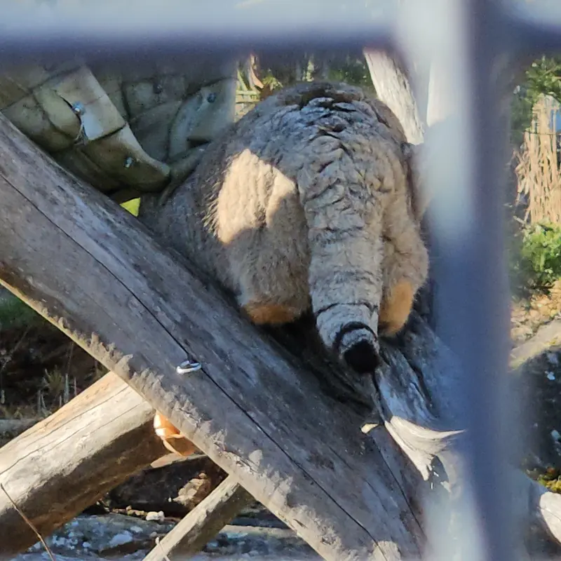A photograph of Mimi in Korkeasaari Zoo