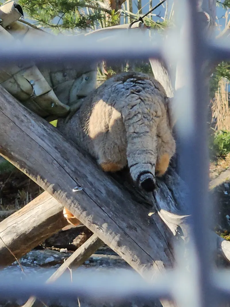 A photograph of Mimi in Korkeasaari Zoo