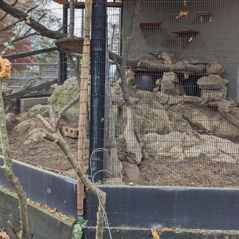 A photograph of Norbu in Mill Mountain Zoo