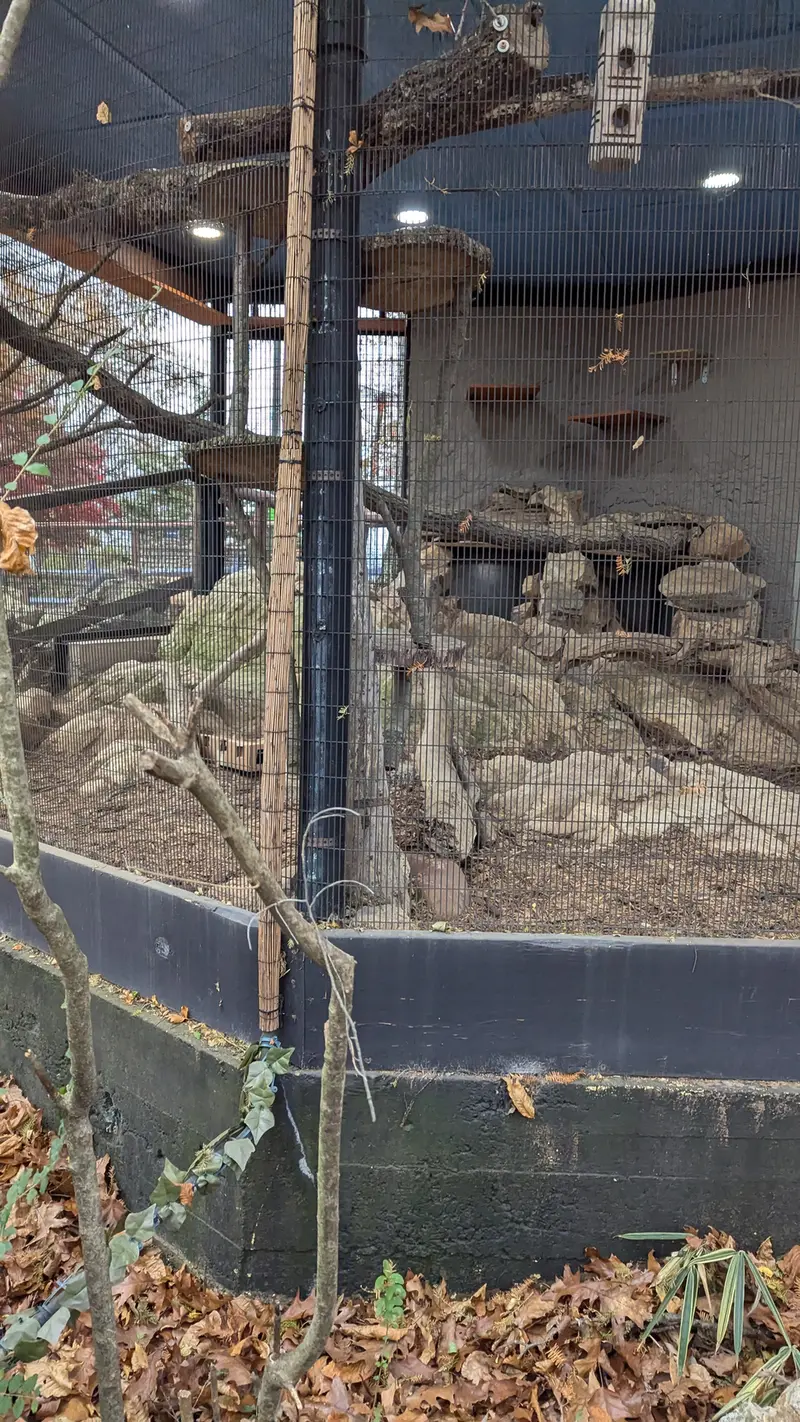 A photograph of Norbu in Mill Mountain Zoo